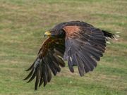 007 Joseph Gebhardt 4